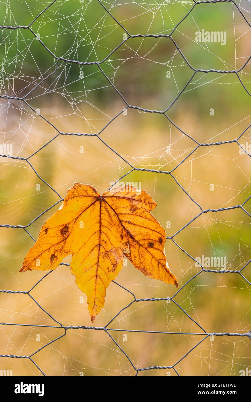 Nahaufnahme eines Herbstblattes auf einem Maschendrahtzaun, Spinnennetz Stockfoto