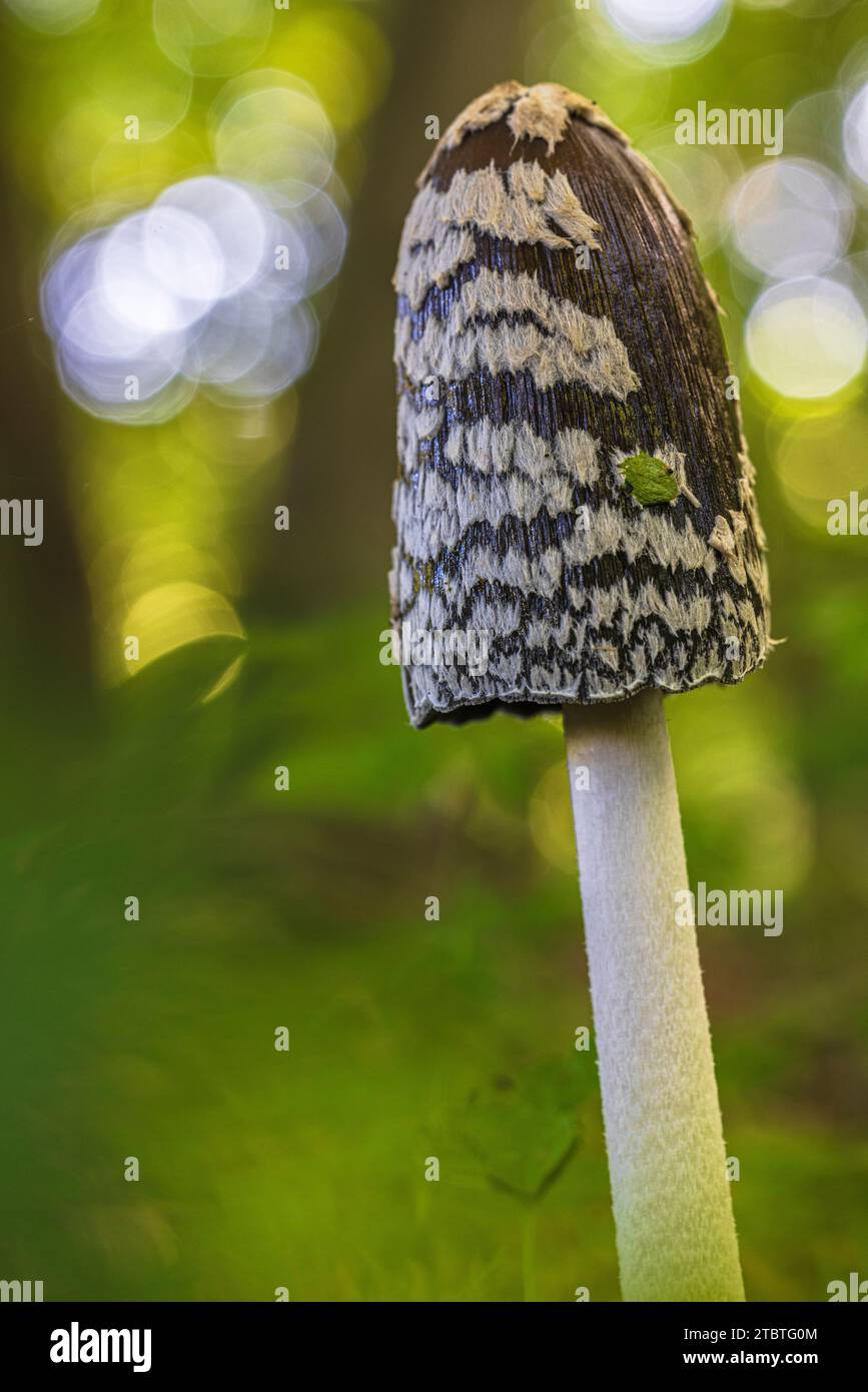 Haubenpilz, Coprinus comatus, auch bekannt als Spargelpilz, Waldboden, Nahaufnahme, Stockfoto