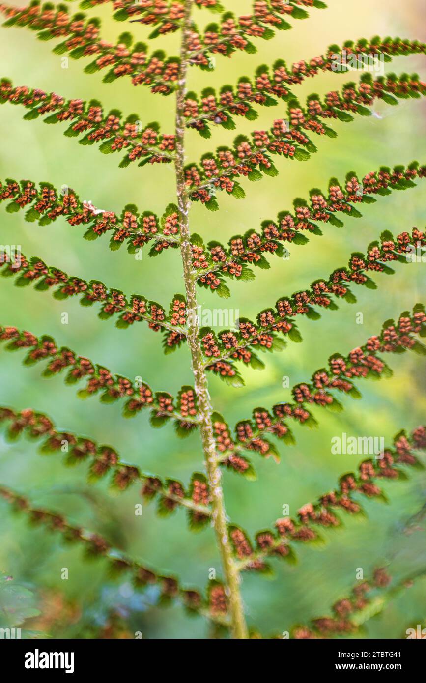 Farnwedel, Flugblätter mit Reifen Sporen, Bokeh Stockfoto