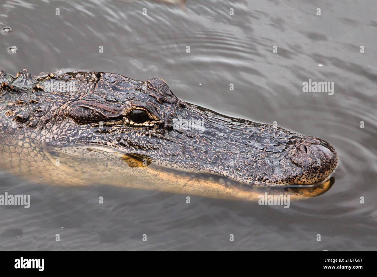Eine Nahaufnahme eines großen Alligators, der in einem Gewässer liegt und direkt in die Kamera blickt, mit geöffneten kräftigen Backen Stockfoto