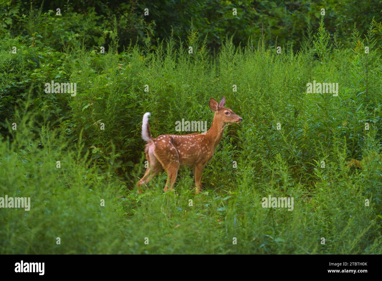 Fawn im Sommer, Weißwedelhirsche, Odocoileus virginianus, Unterart, Weißwedelhirsche, Odocoileus virginianus borealis, süßes Jungtier. Stockfoto