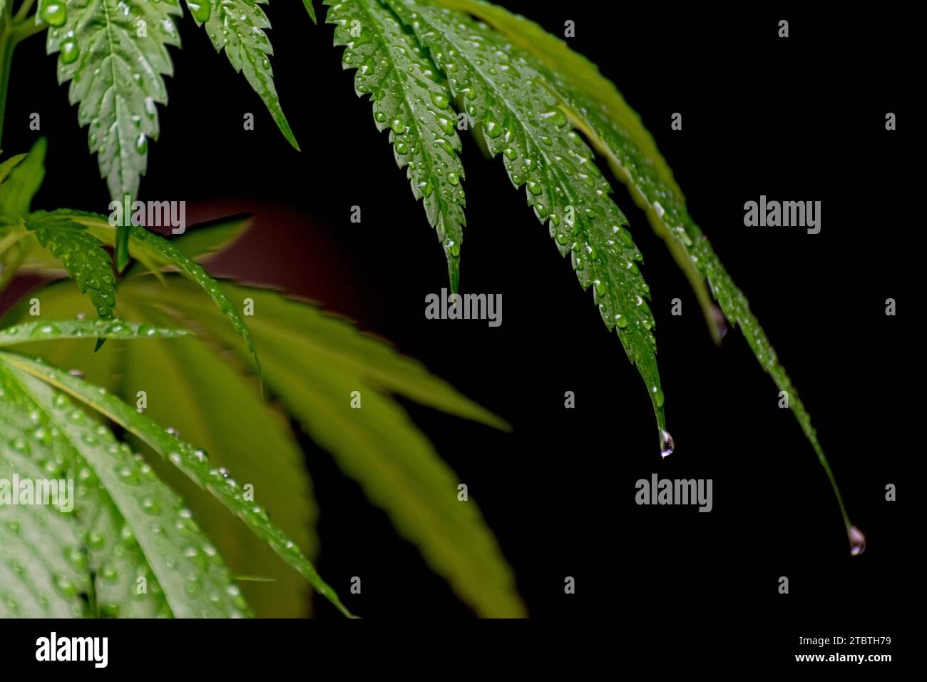 Nahaufnahme einer jungen Cannabispflanze mit feuchten Blättern, die mit Wassertropfen bedeckt sind Stockfoto