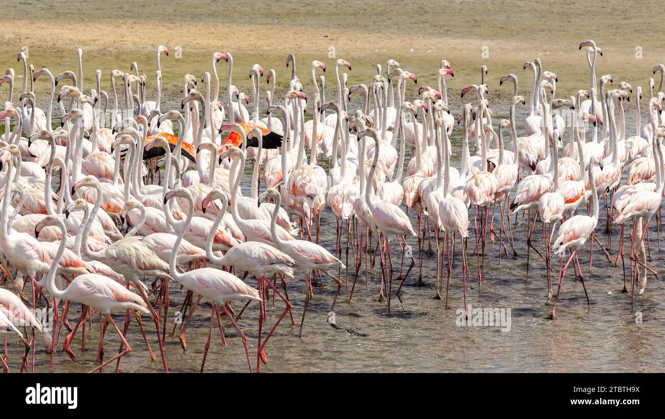 Greater Flamingos (Phoenicopterus roseus) im Ras Al Khor Wildlife Sanctuary in Dubai, Vogelschar, die in der Lagune waten und angeln, Nahansicht. Stockfoto