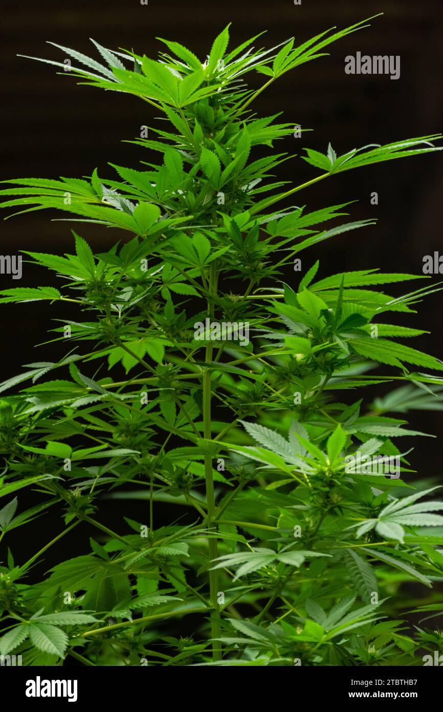 Detail einer Cannabispflanze mit jungen Knospen, die zwischen den Blättern wachsen Stockfoto