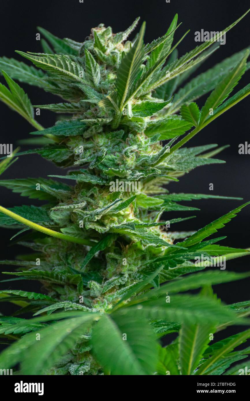 Detail einer Cannabispflanze mit Reifen Knospen zwischen den Blättern Stockfoto