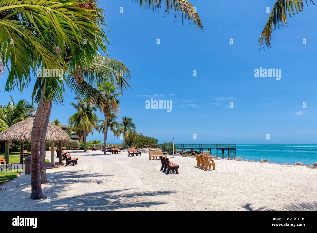 Palmen im Beach State Park auf der tropischen Insel Key Largo, Florida Stockfoto