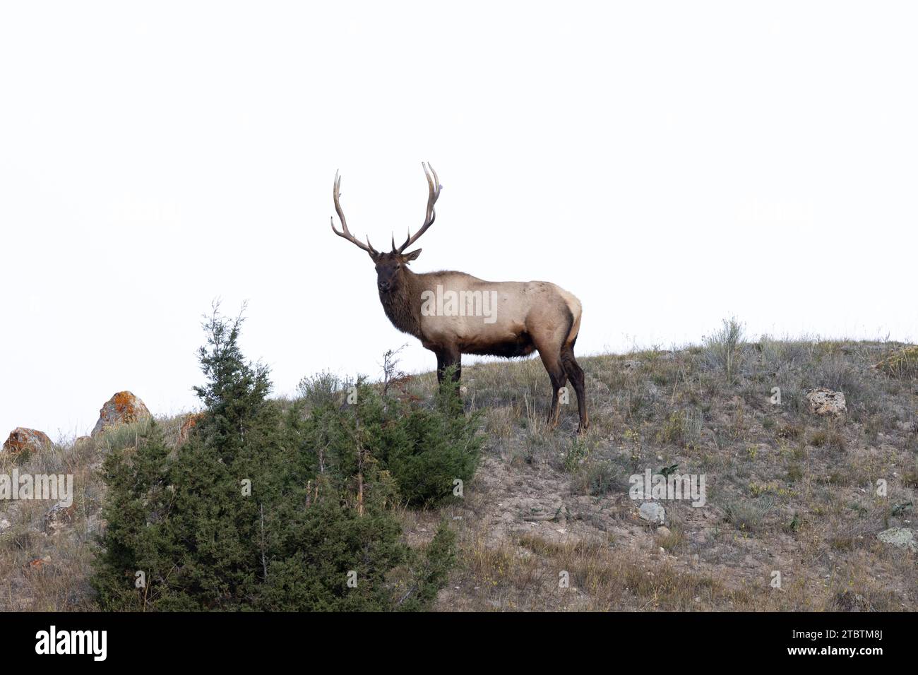 Männliche Elche in Yellowstone während der Brunftsaison Stockfoto