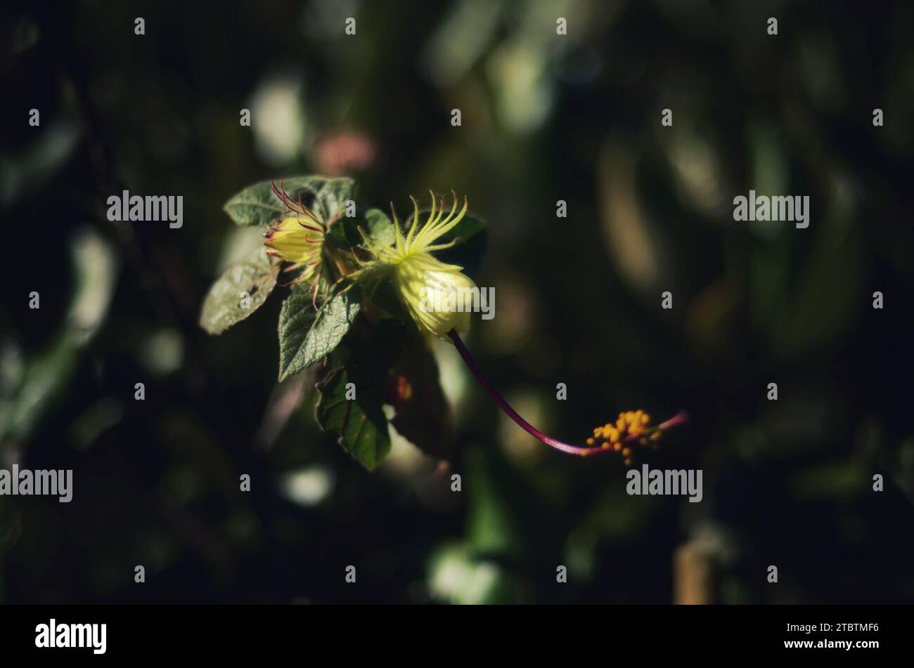Blume, Licht und Schatten Stockfoto