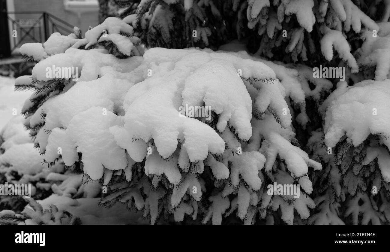 Verschneite ländliche Landschaft, winterliche ländliche Landschaft, frostiger Tag, schneebedeckte Bäume. Kiefern, Fichten, Bäume in flauschigem Schnee. Winterkarte Neujahr, Hintergrund Stockfoto