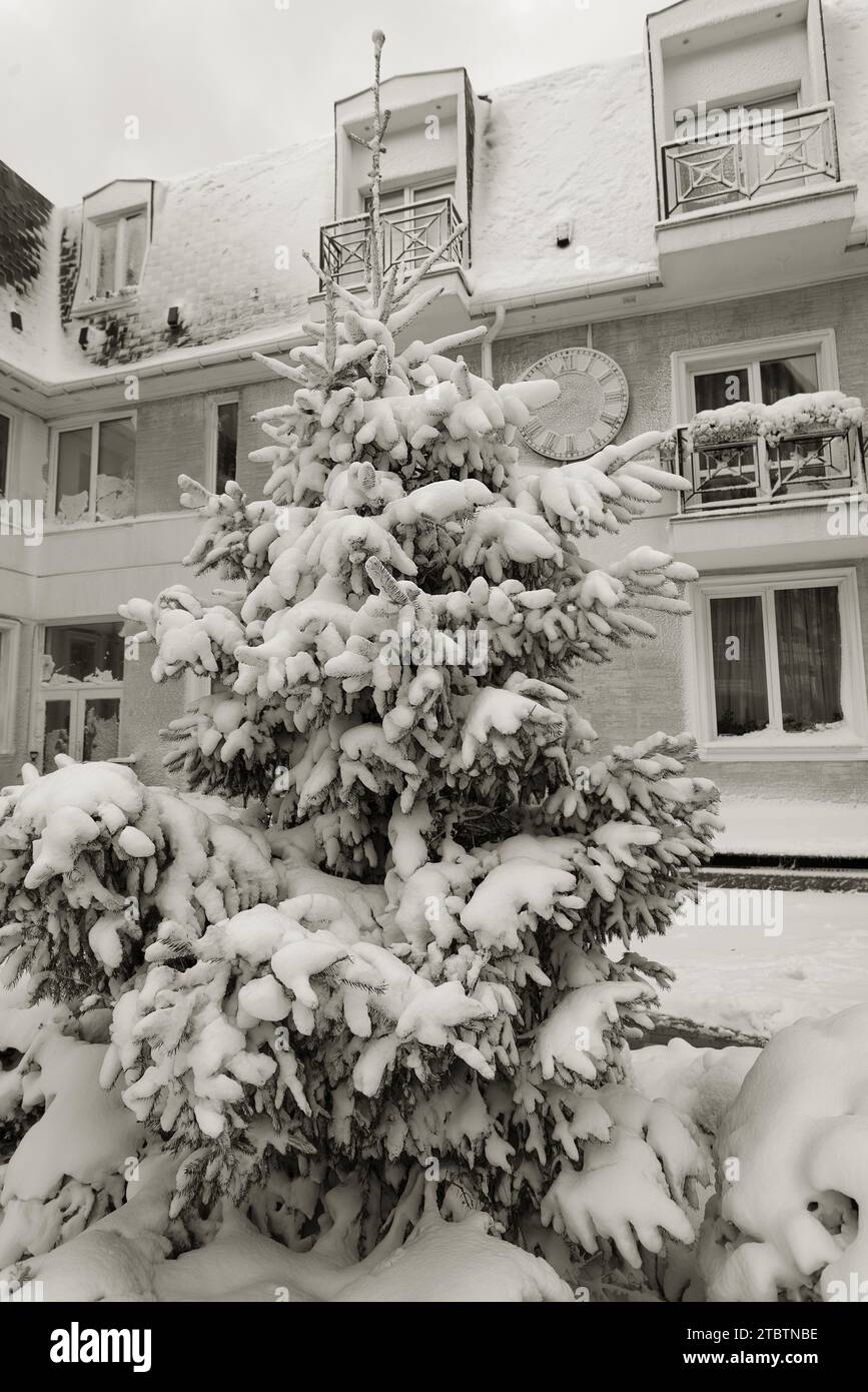 Verschneite ländliche Landschaft, winterliche ländliche Landschaft, frostiger Tag, schneebedeckte Bäume. Kiefern, Fichten, Bäume in flauschigem Schnee. Winterkarte Neujahr, Hintergrund Stockfoto