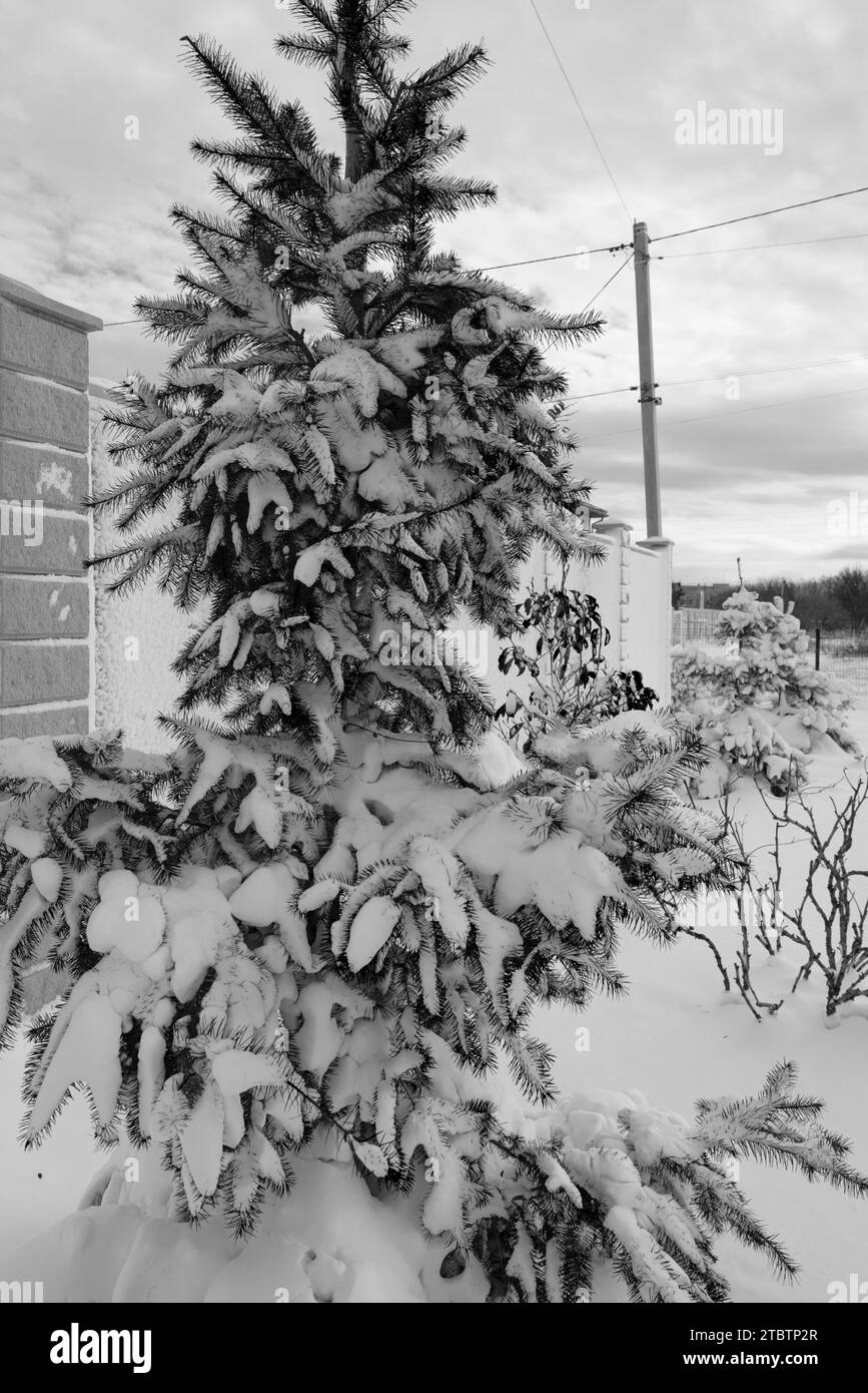 Verschneite ländliche Landschaft, winterliche ländliche Landschaft, frostiger Tag, schneebedeckte Bäume. Kiefern, Fichten, Bäume in flauschigem Schnee. Winterkarte Neujahr, Hintergrund Stockfoto