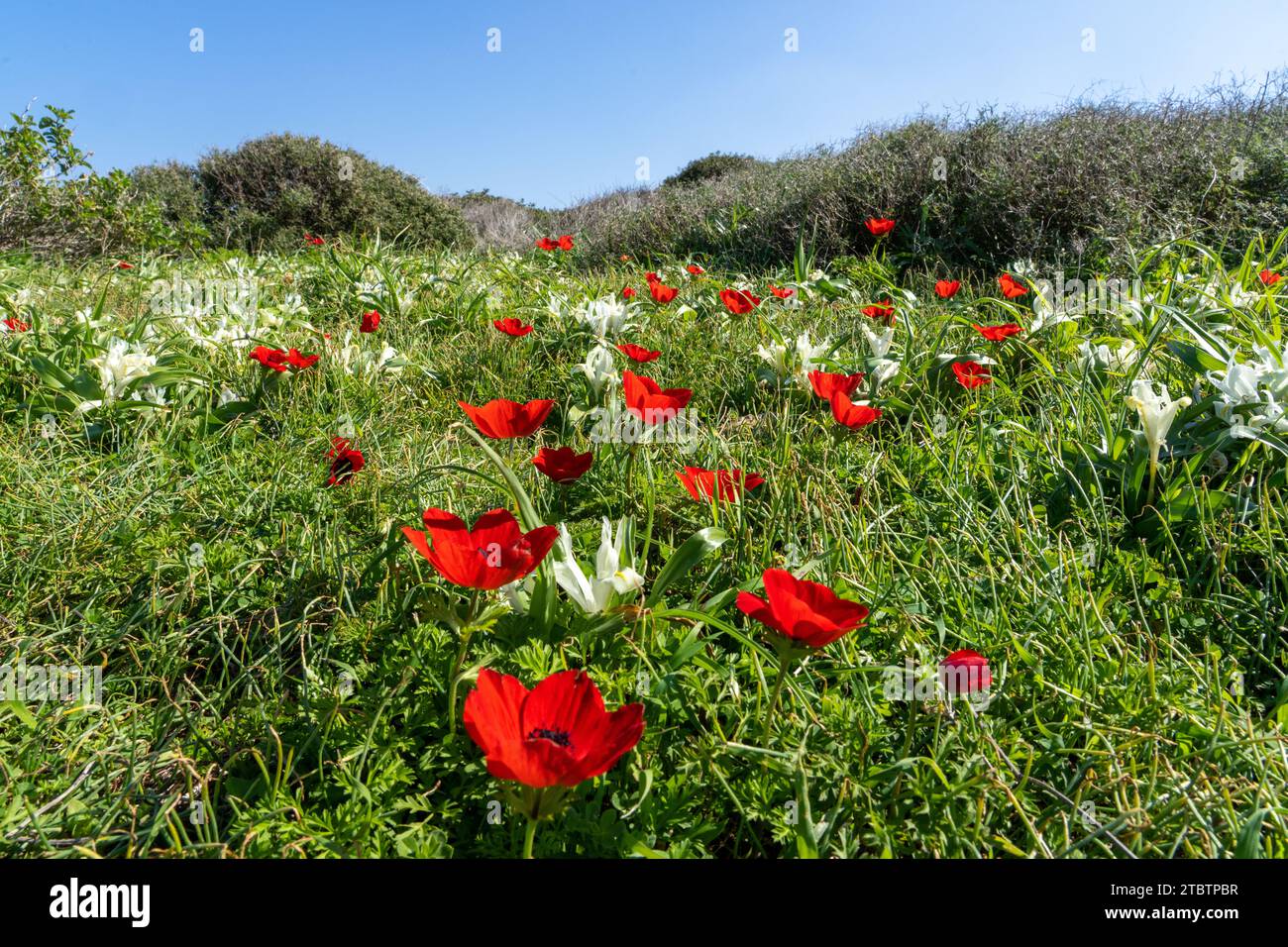 Anemone coronaria, die Mohnanemone, spanische Ringelblume oder Windblume, ist eine blühende Pflanzenart aus der Familie der Butterblumen Stockfoto