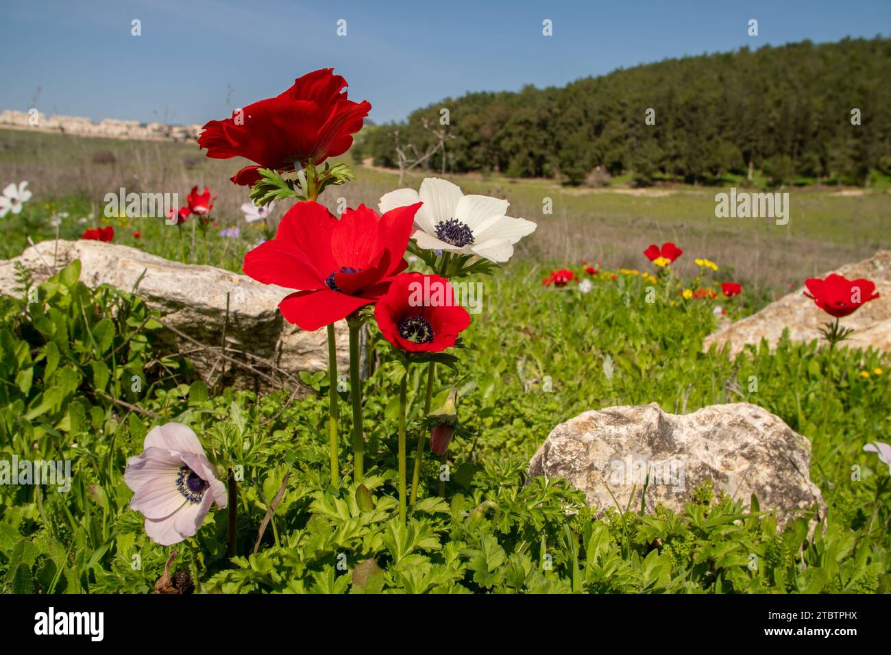 Anemone coronaria, die Mohnanemone, spanische Ringelblume oder Windblume, ist eine blühende Pflanzenart aus der Familie der Butterblumen Stockfoto