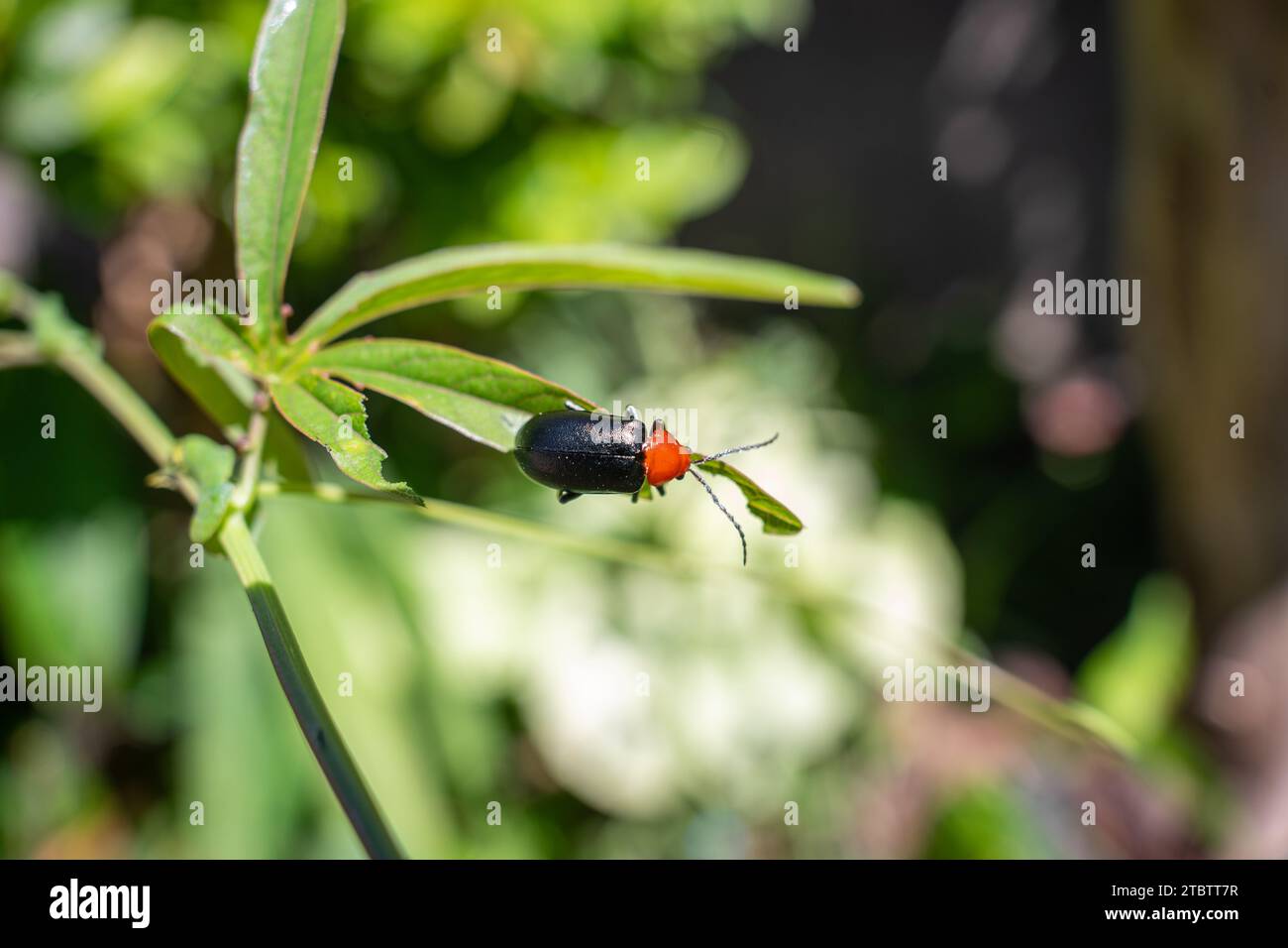 Käfer, Käfer auf einem grünen Blatt Stockfoto