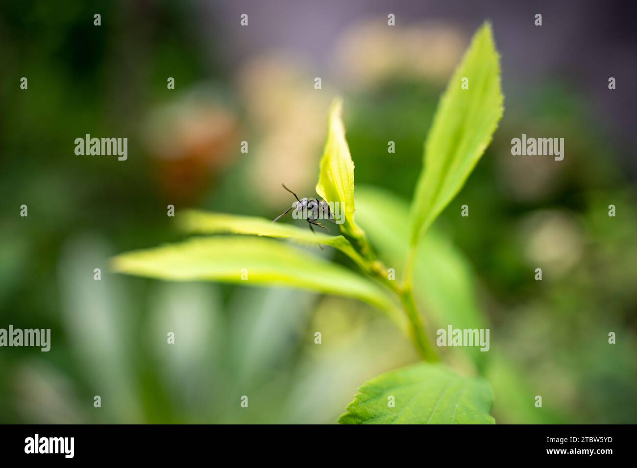 Ameise auf einem grünen Blatt Stockfoto