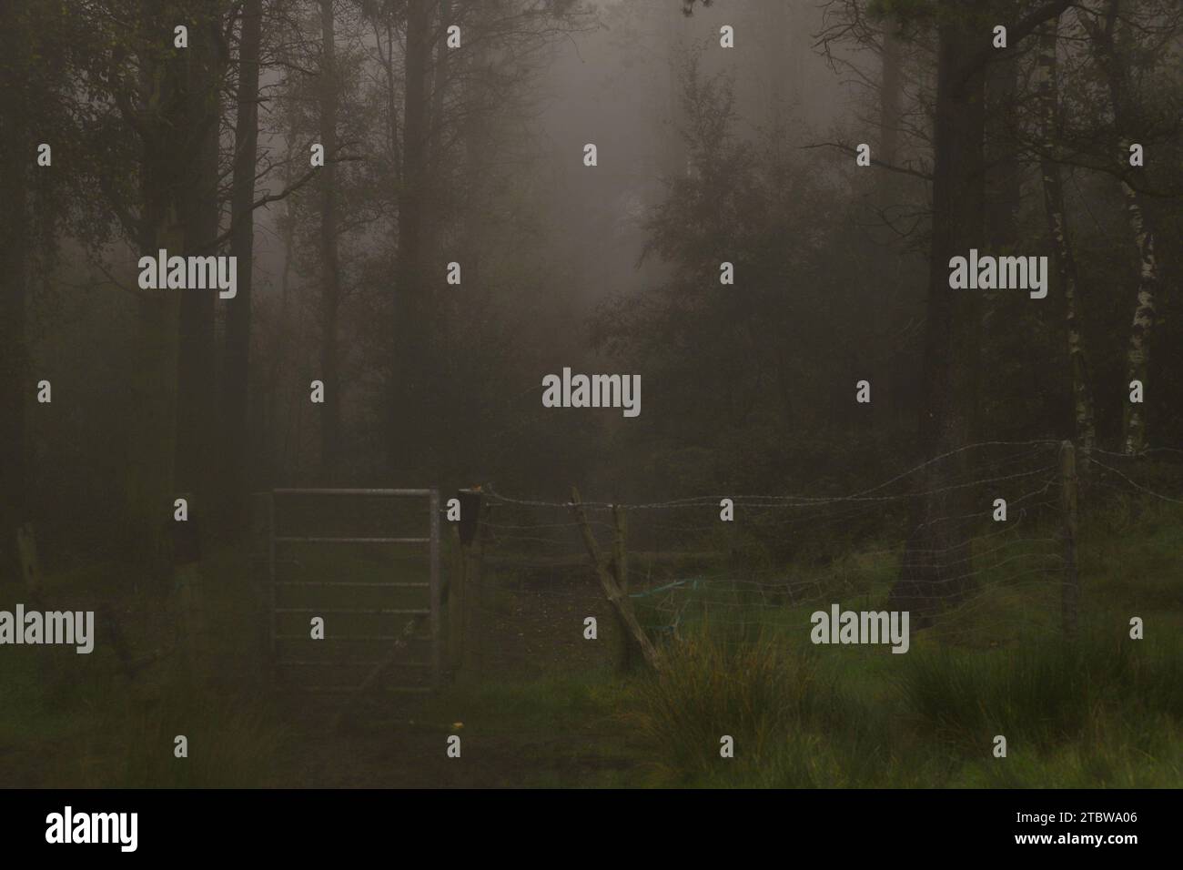 ich hatte früher Angst vor der Dunkelheit, das sind Kindersachen, aber im Nachhinein hätte ich bis zum Morgengrauen warten sollen, um einen Spaziergang durch den Wald zu machen. Stockfoto