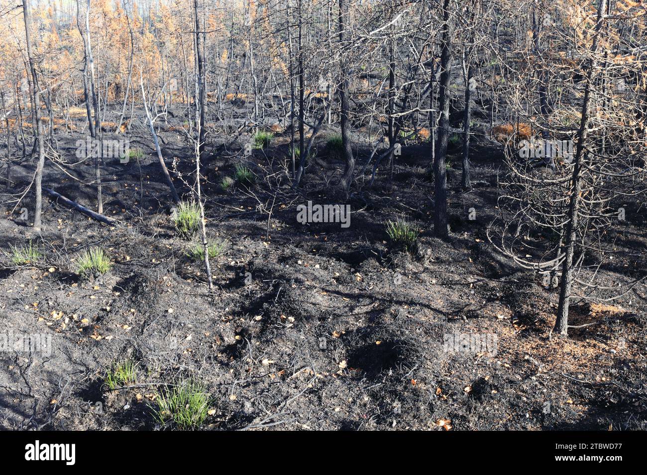 Wildfire am Dempster Highway Stockfoto