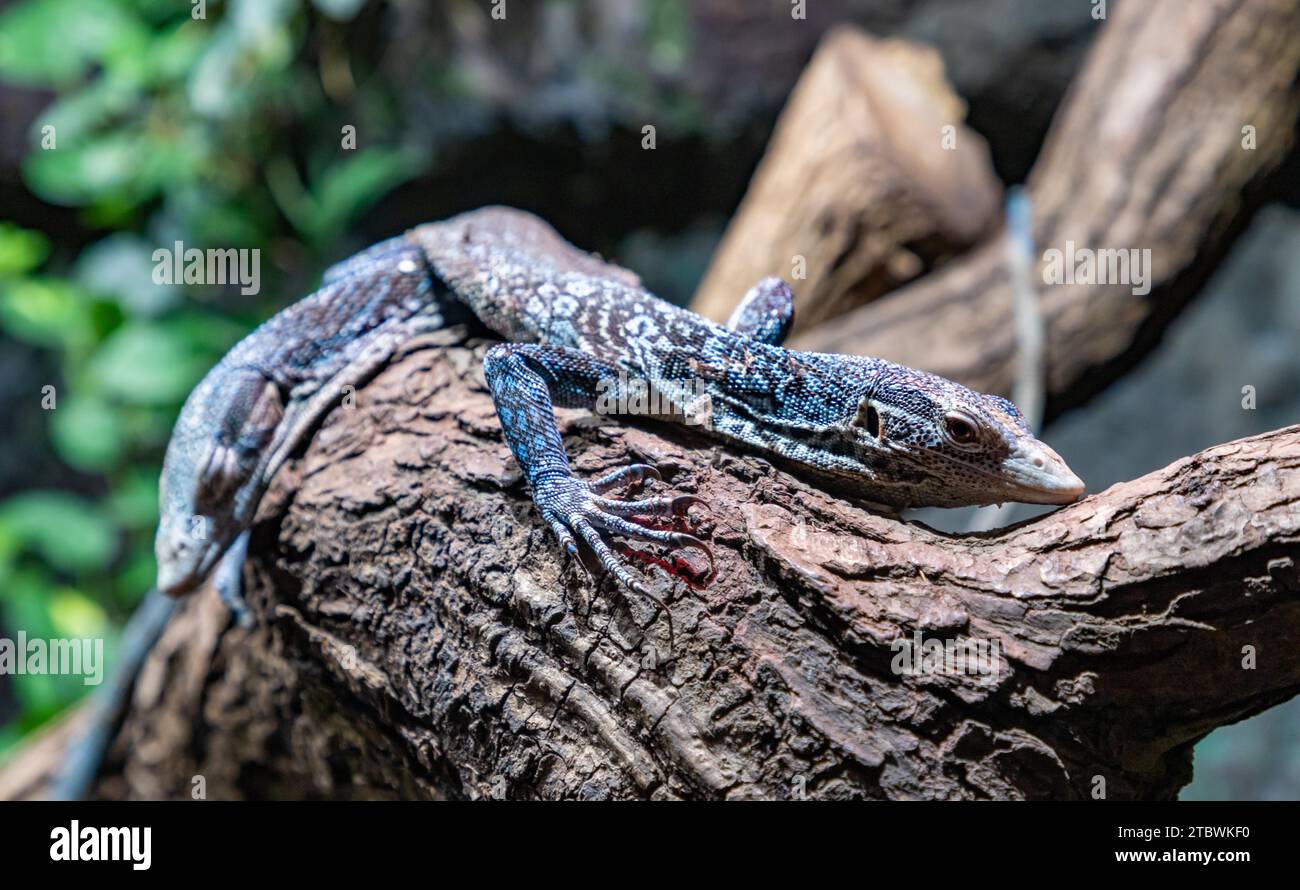 Ein Bild von zwei Blue Tree Monitors im Krakauer Zoo Stockfoto
