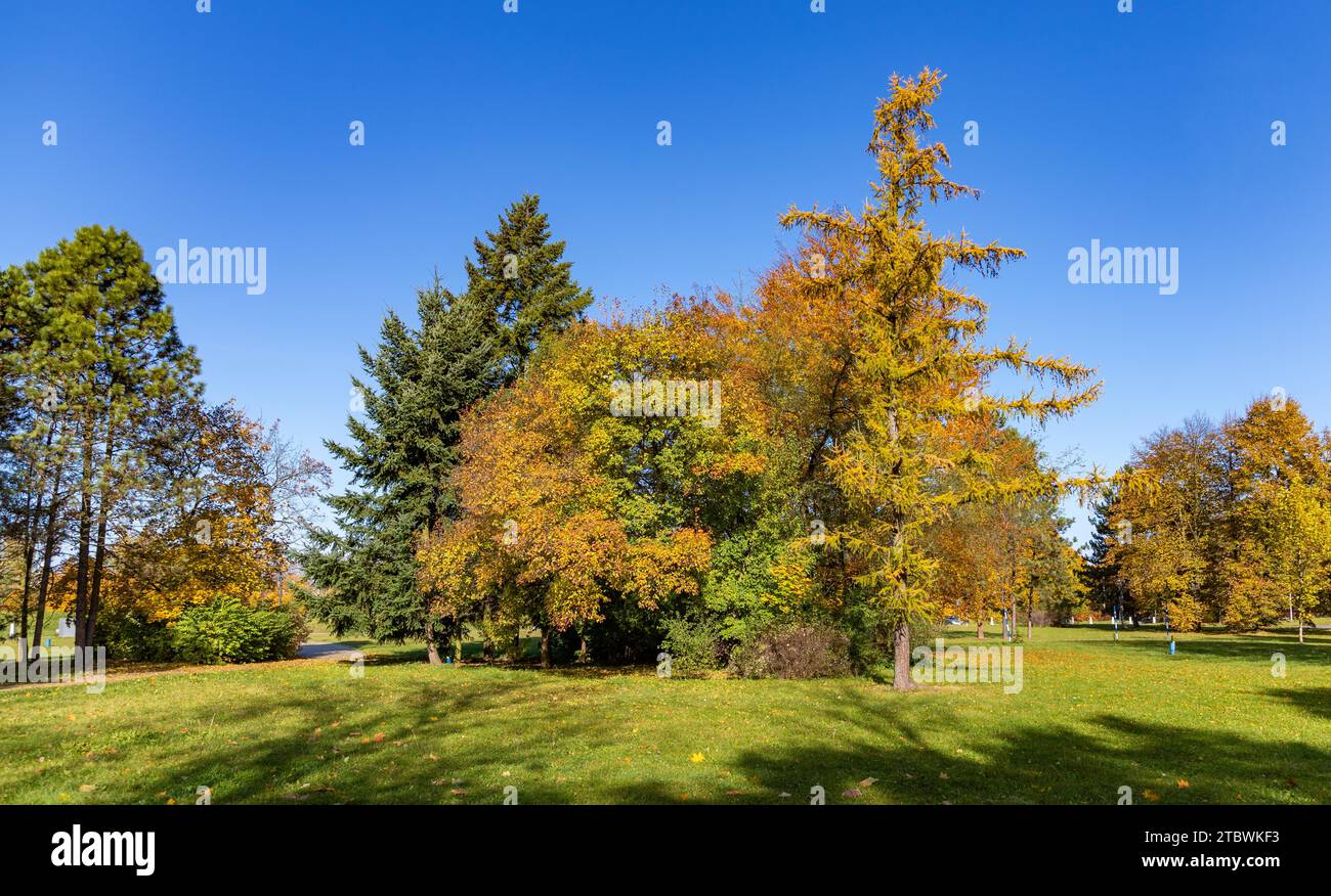 Ein Bild vom Herbstlaub in einem Park in Ostrava Stockfoto