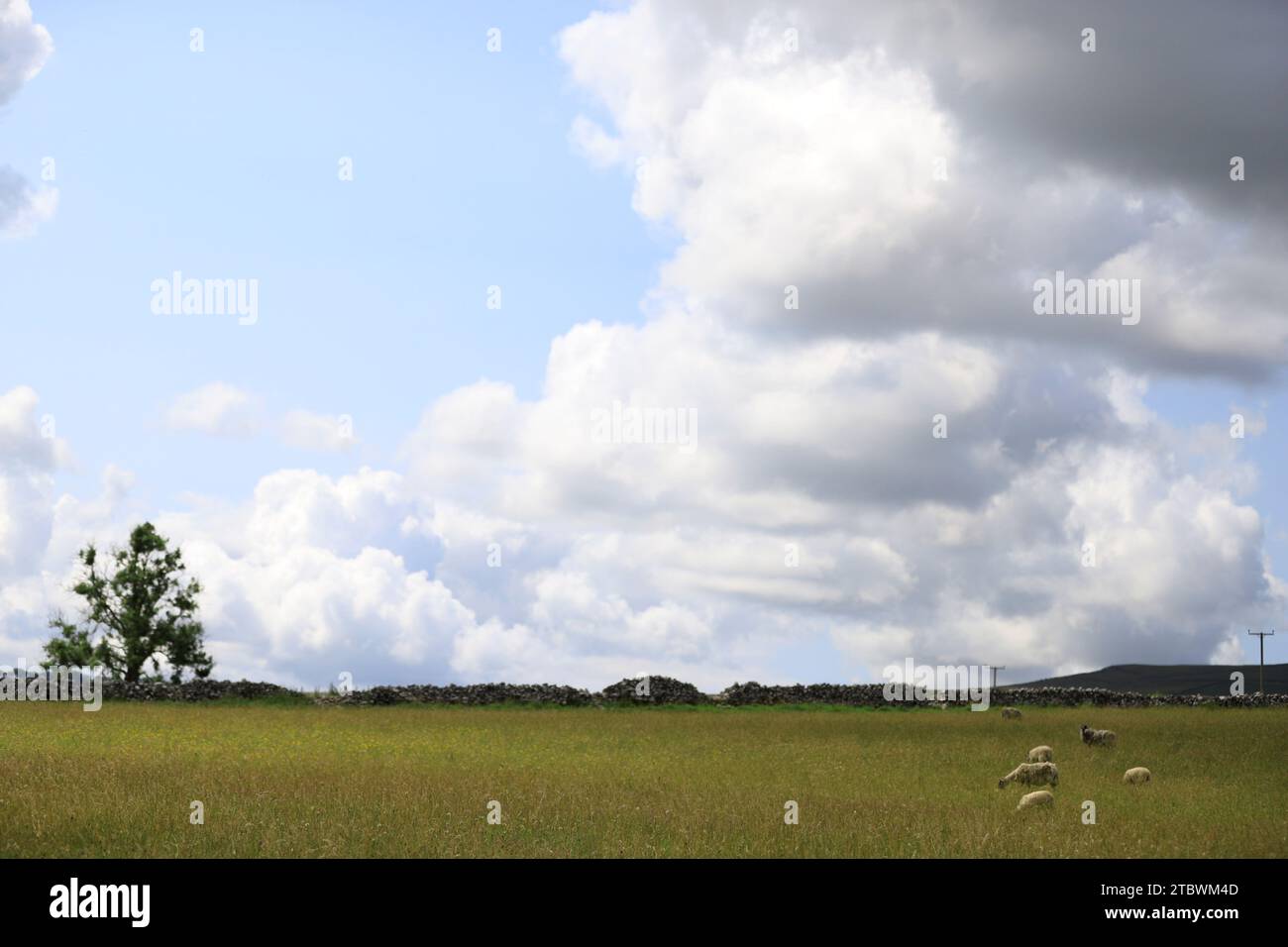 Eines Tages waren die Schafe zufrieden mit dem Grasen der Himmel ist blau, Wolken sind wie Baumwollwolle, die Szene ist eine ruhige, entspannte Welt. Stockfoto