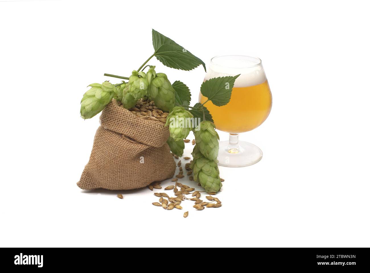 Bier- oder Getränkestillleben mit einem Zweig grünem Hopfen und Gerste, der aus einem hessischen Beutel verschüttet wird, zusammen mit einem eleganten Glas gekühlten Lagers oder vom Fass Stockfoto