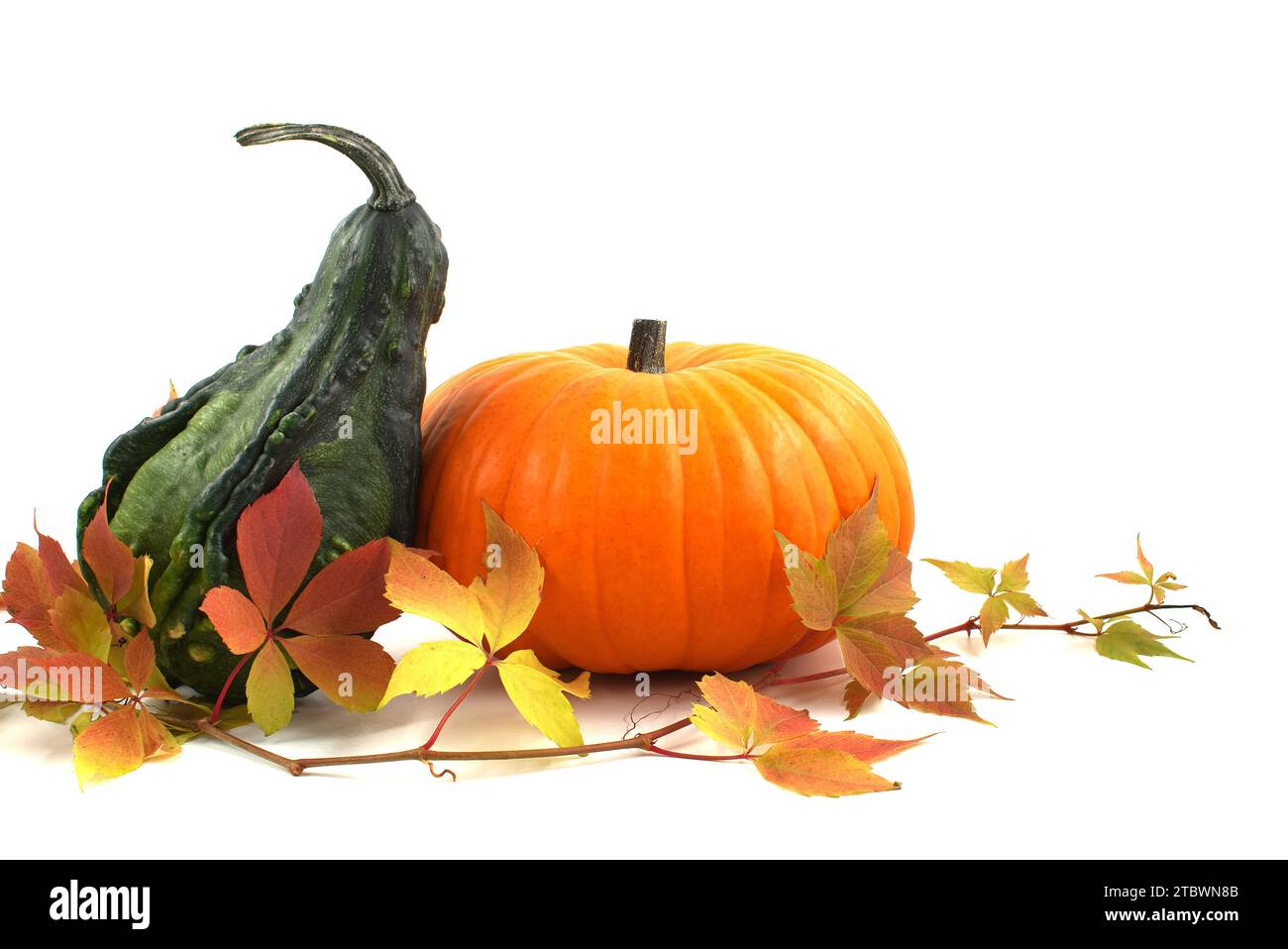 Kürbis und dekorativer Kürbis mit saisonalen Blättern auf weißem Hintergrund. Thanksgiving, Halloween Herbstliches oder Stillleben im Herbst Stockfoto