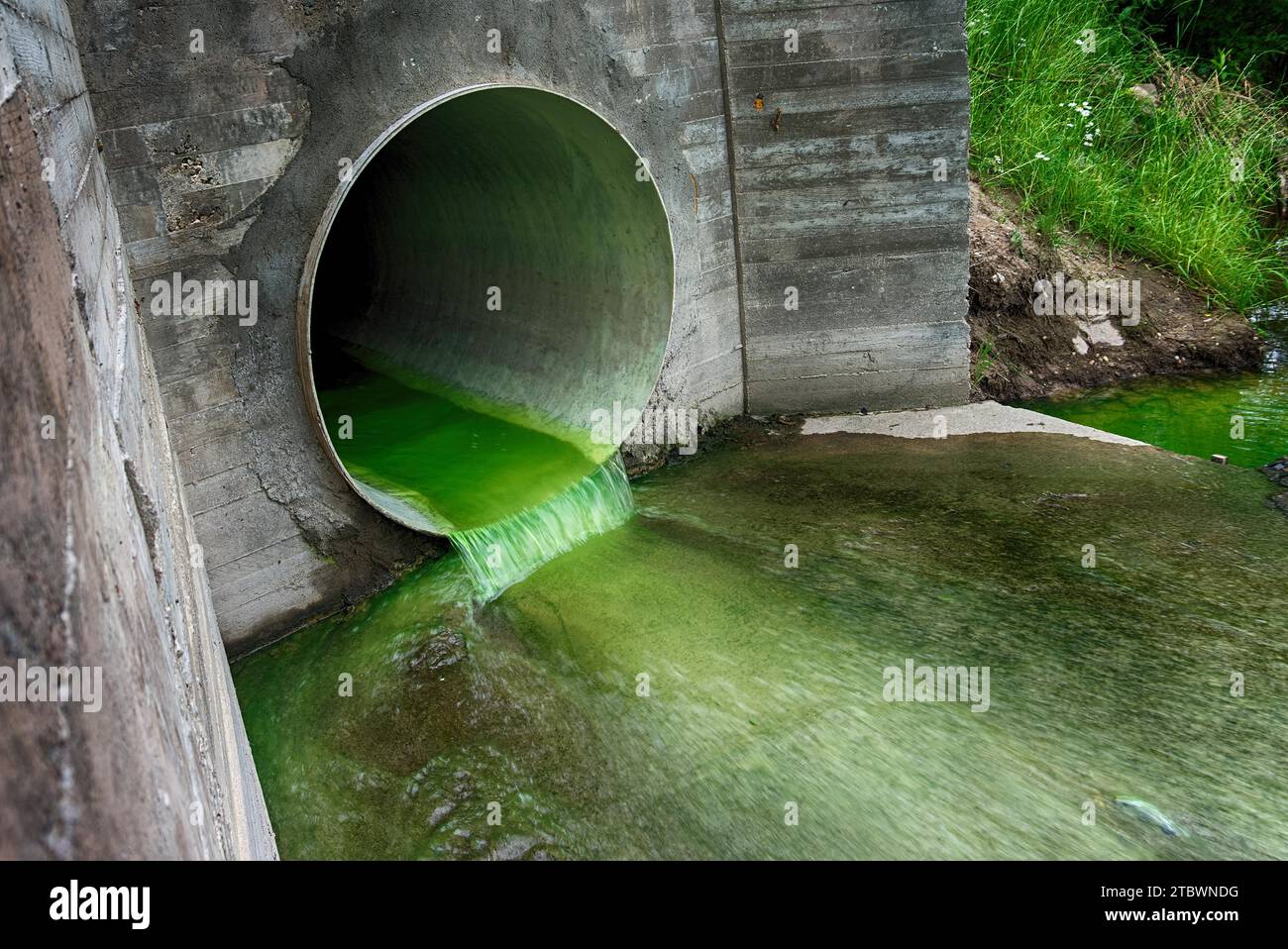 Hellgrün verschmutztes Abwasser, das durch ein Entwässerungsrohr fließt, das durch eine Betonwand in einem ökologischen und ökologischen Konzept austritt Stockfoto