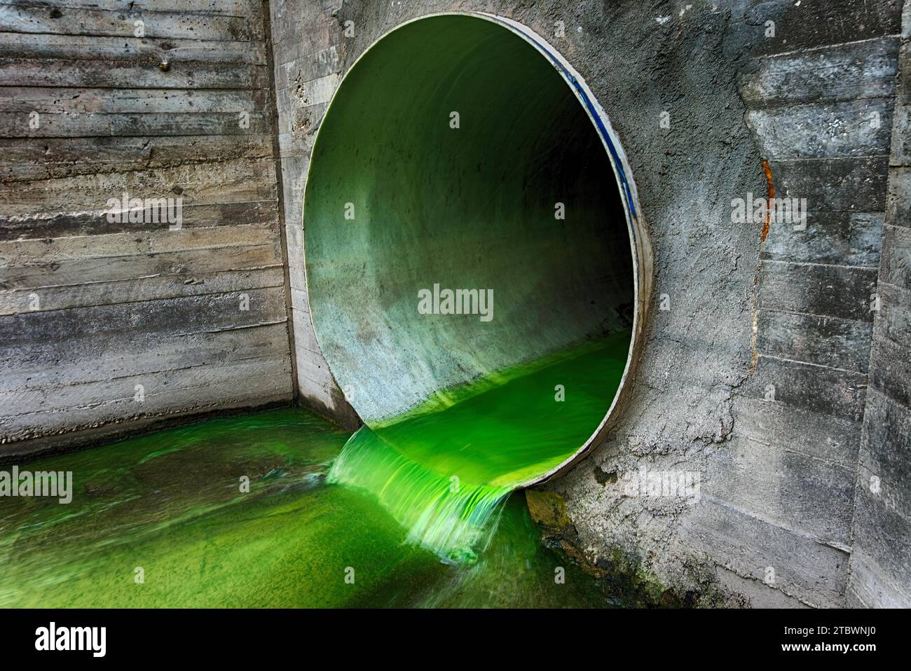 Hellgrün verschmutztes Abwasser, das durch ein Entwässerungsrohr fließt, das durch eine Betonwand in einem ökologischen und ökologischen Konzept austritt Stockfoto