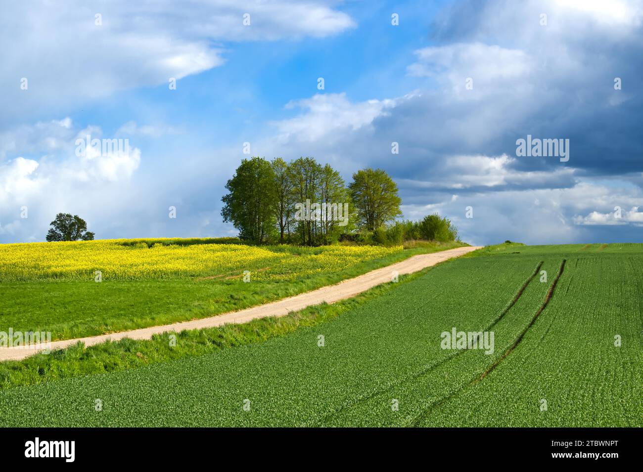 Land Schotterstraße durch Felder und Wiese in einer Frühlingslandschaft unter einem wolkig blauen Himmel Stockfoto