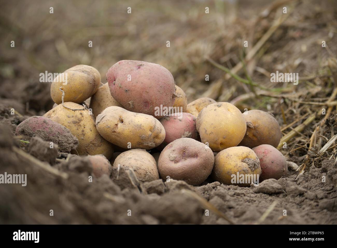 Frisch geerntete Kartoffeln in einem niedrigen Winkel Blick auf reiche braune Erde, Bio-Familienbetrieb Stockfoto