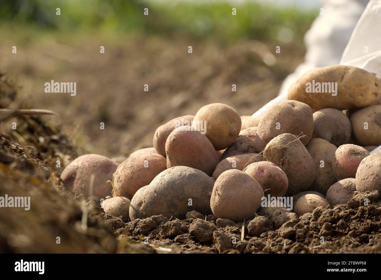 Neu gegraben Kartoffeln in einem Bio-Familie Bauernhof Feld, niedrigen Winkel Blick auf reiche braune Erde in einem Konzept des Lebensmittelanbaus Stockfoto