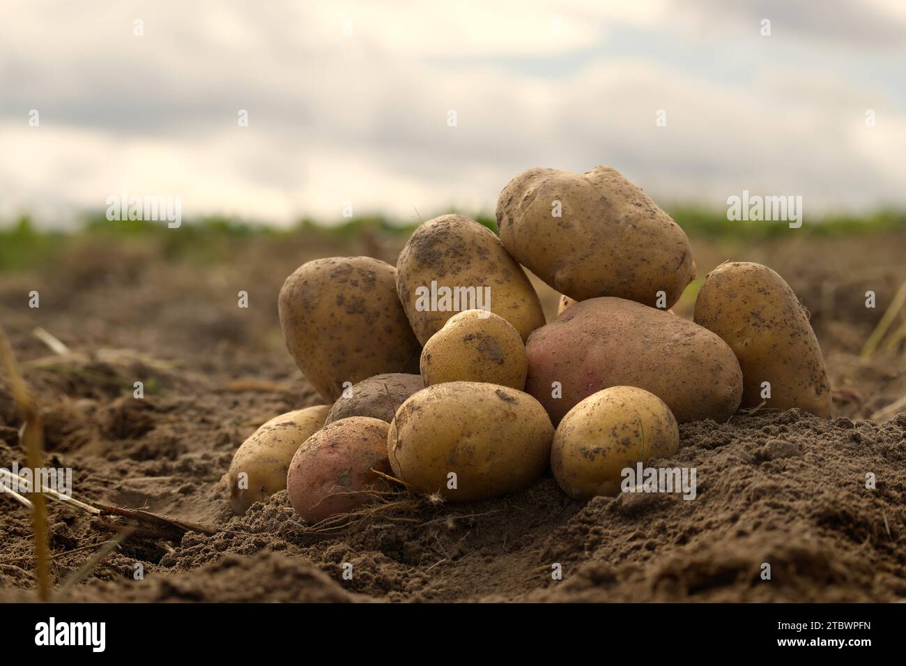 Haufen von frisch gegrabenen oder geernteten Kartoffeln in einem niedrigen Winkel Blick auf reiche braune Erde in einem Konzept des Lebensmittelanbaus Stockfoto