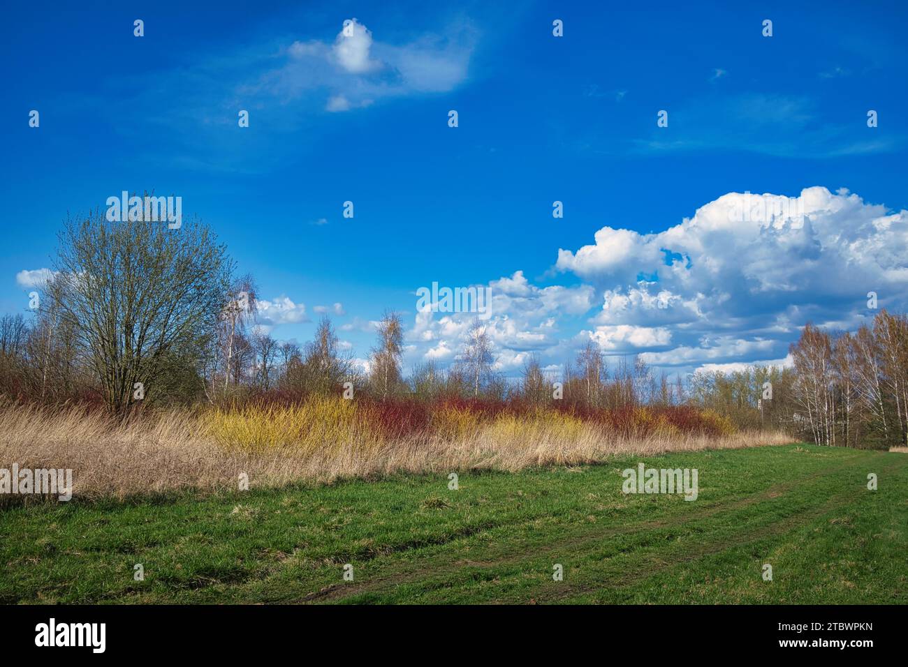 Üppiges grünes Grasfeld umgeben von Waldbäumen und bunten Sträuchern unter einem wolkigen blauen Himmel in einer landschaftlich reizvollen saisonalen Landschaft Stockfoto