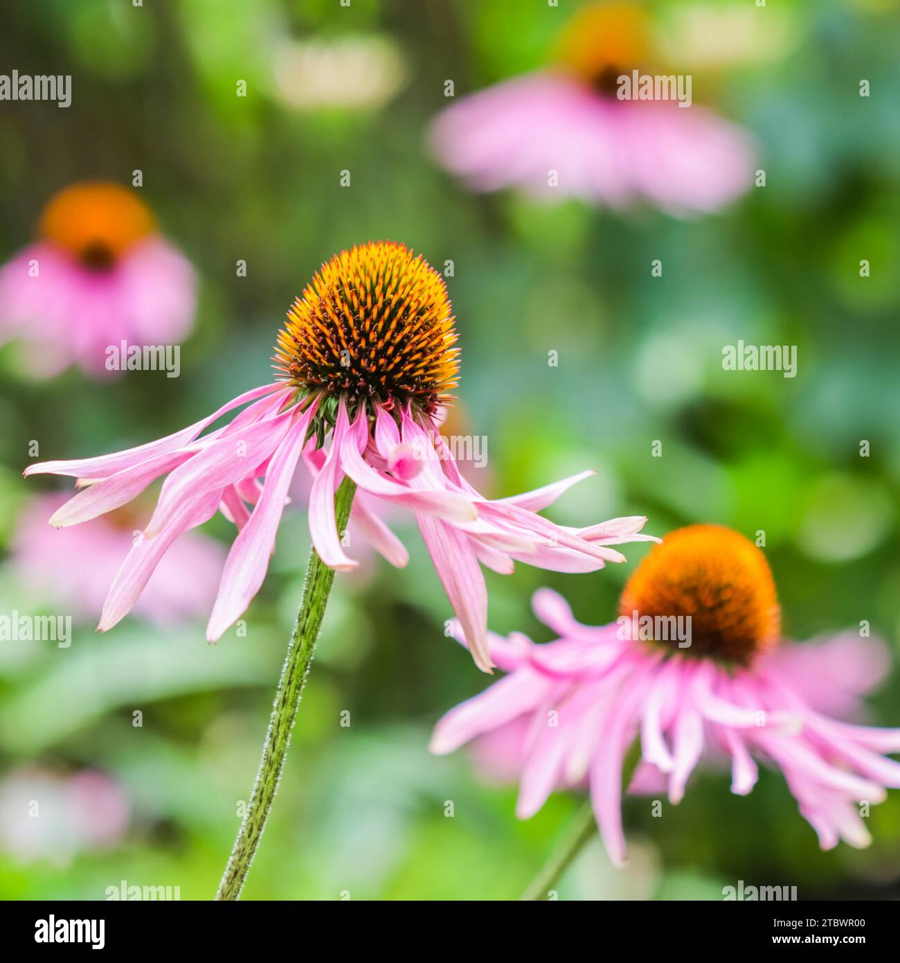 Echinacea purpurea (Coneflower). Wunderschöne lila Blumen mit einer orangen Mitte im Garten Stockfoto