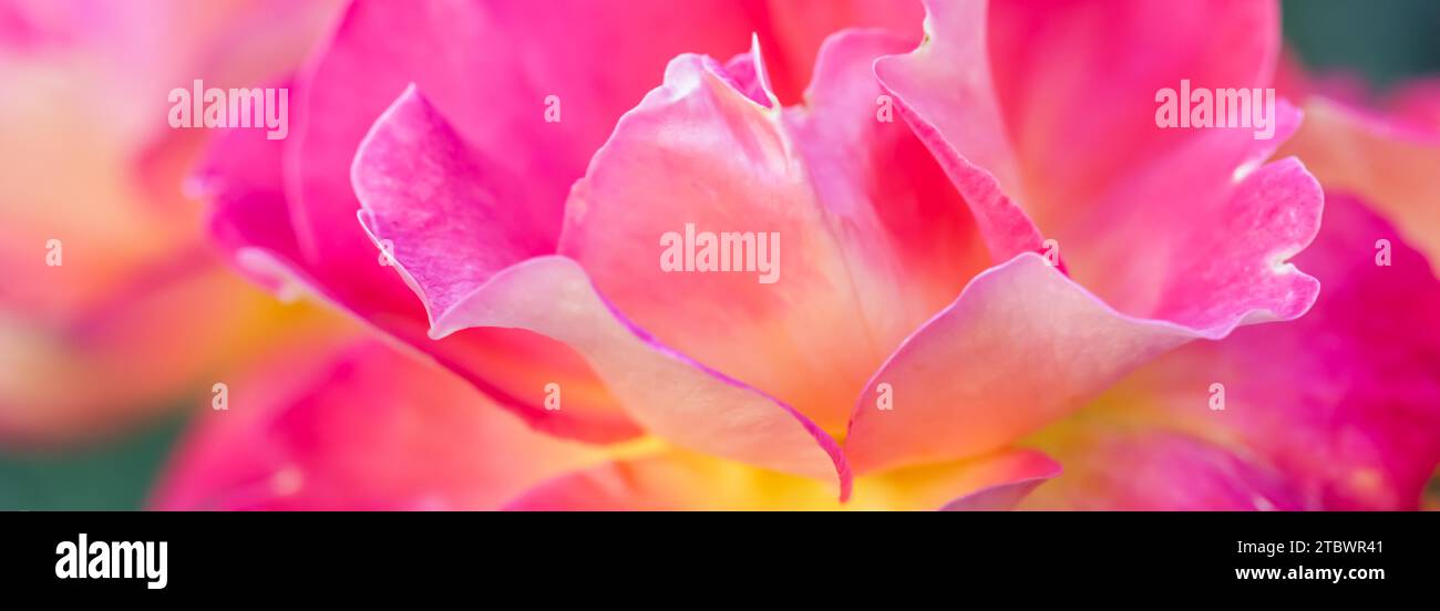 Botanisches Konzept, Einladungskarte, Soft Focus, abstrakter floraler Hintergrund, rosa gelbe Rosenblume. Hintergrund mit Makroblumen für das Weihnachtsdesign Stockfoto