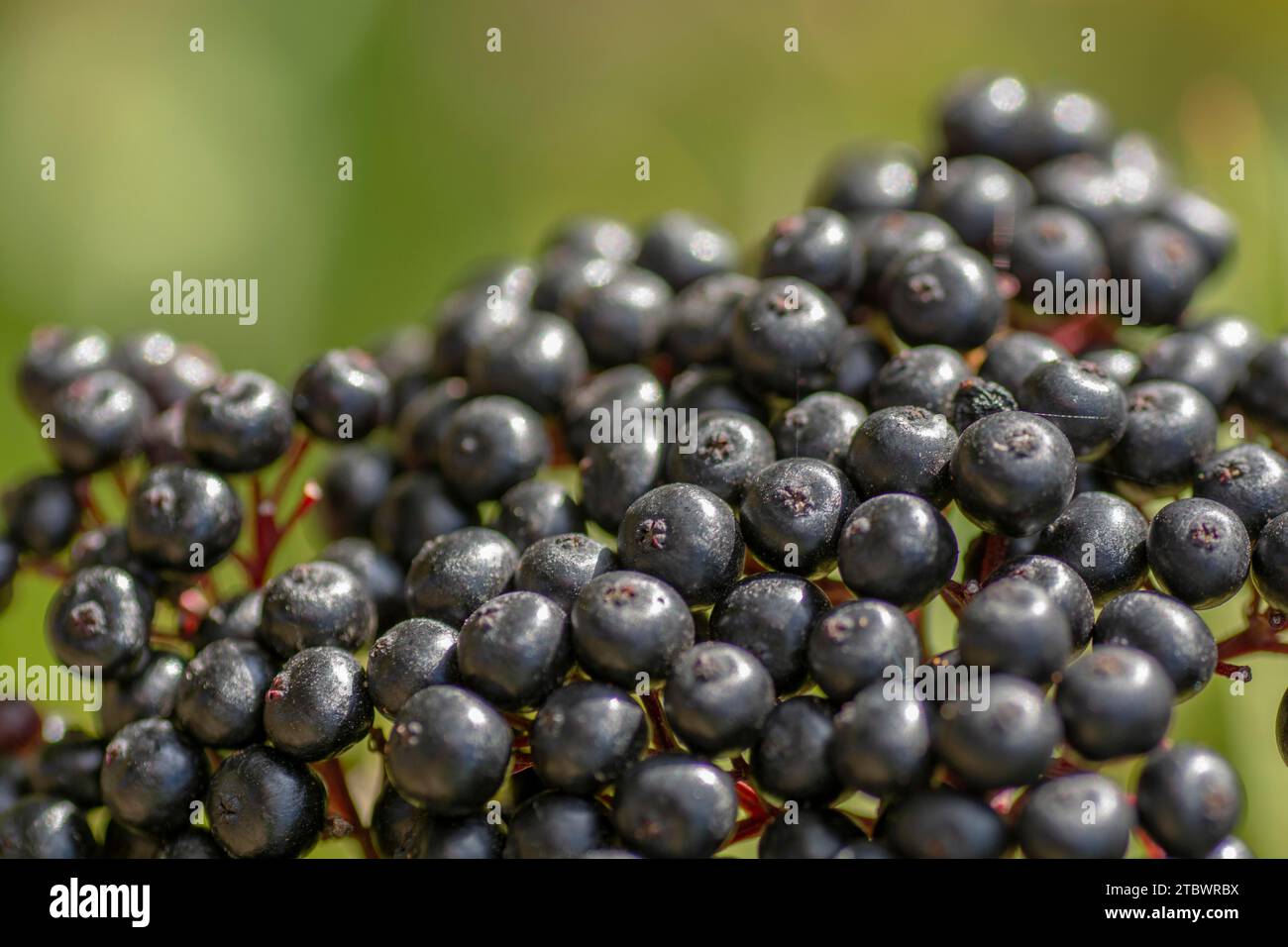 Schwarze Hanewort-Früchte. Die Pflanze wird auch als Europäischer Zwergälteste (Sambucus ebulus), Bluthilder oder Danesblut bezeichnet Stockfoto