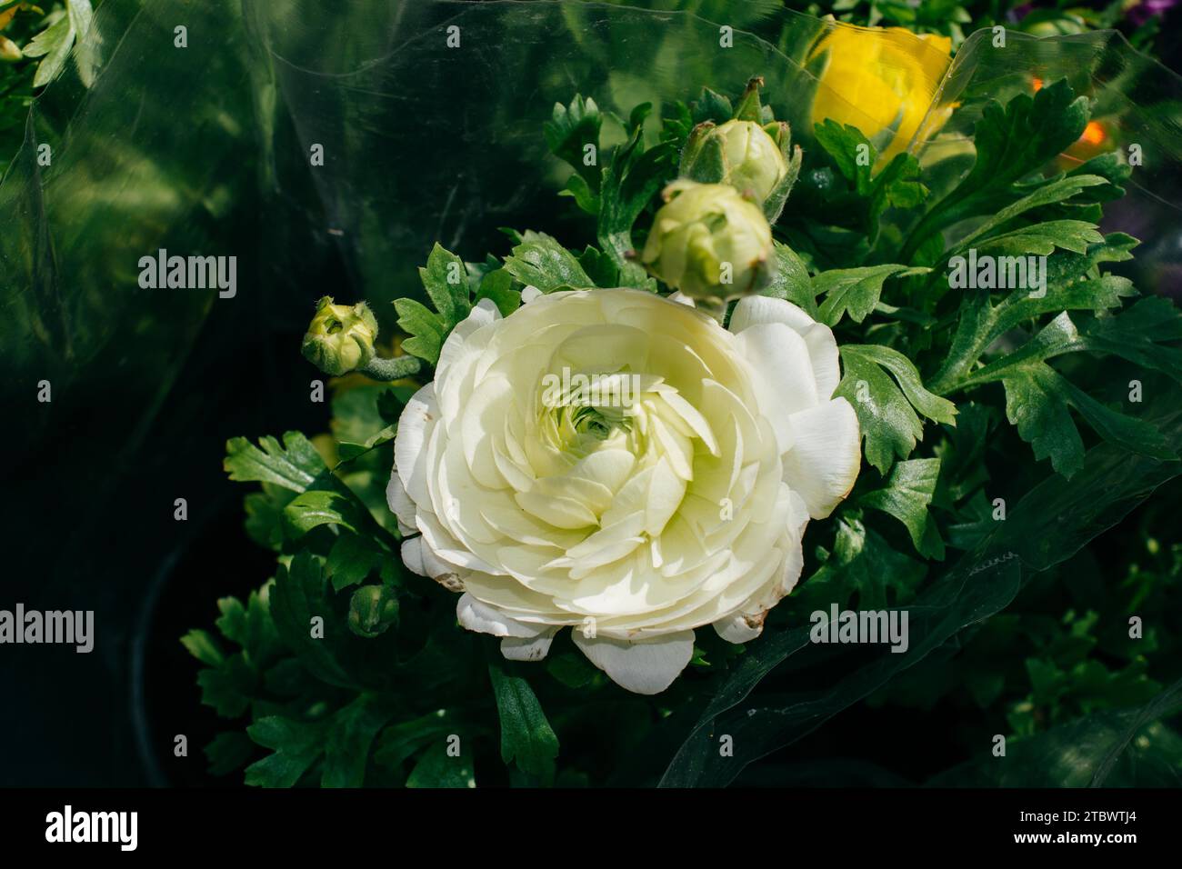 Blühende schöne bunte natürliche Blume in Aussicht Stockfoto