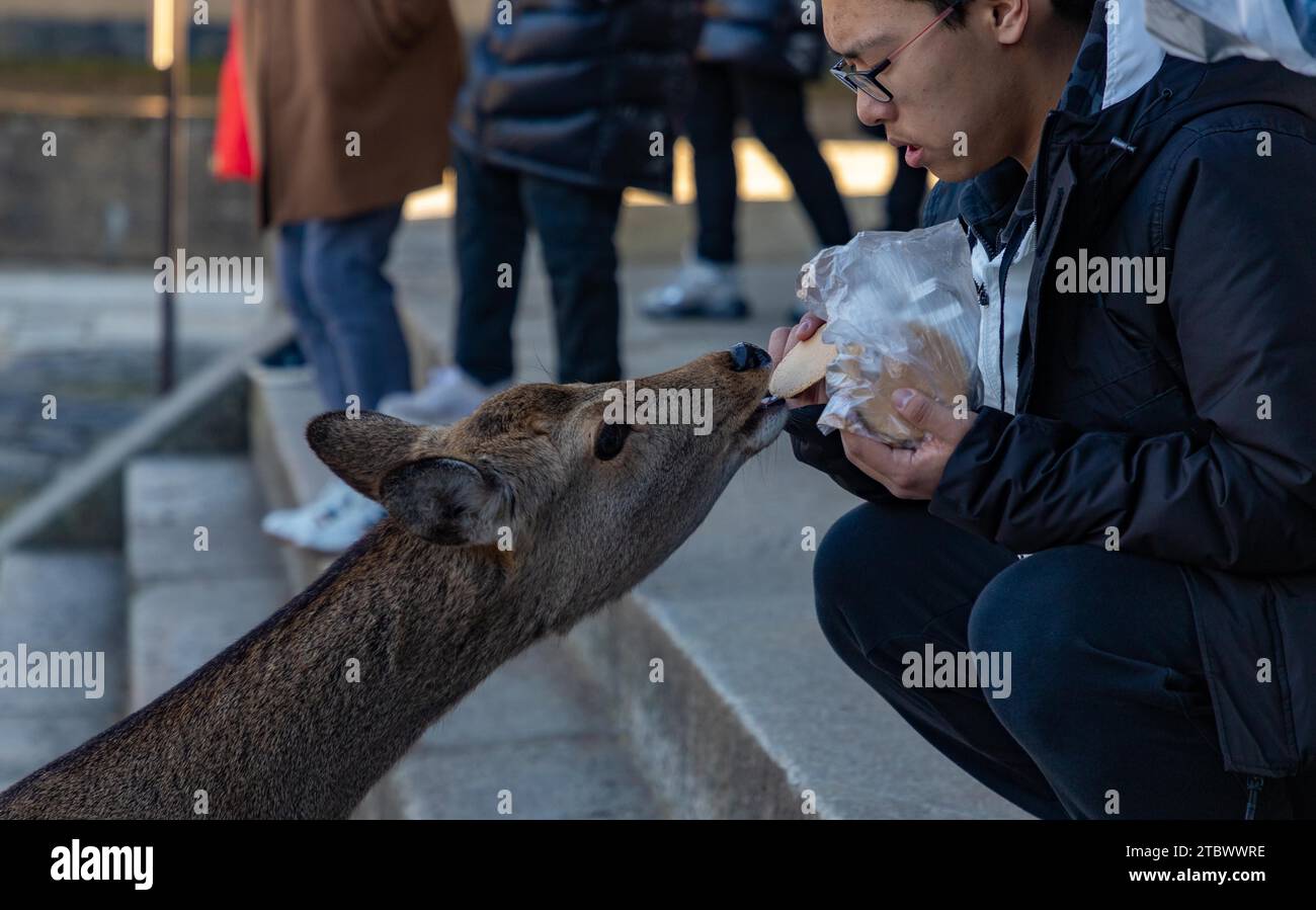 Ein Bild eines sika-Hirsches, der einen Cracker von einem jungen männlichen Touristen im Nara Park (Nara) nimmt Stockfoto