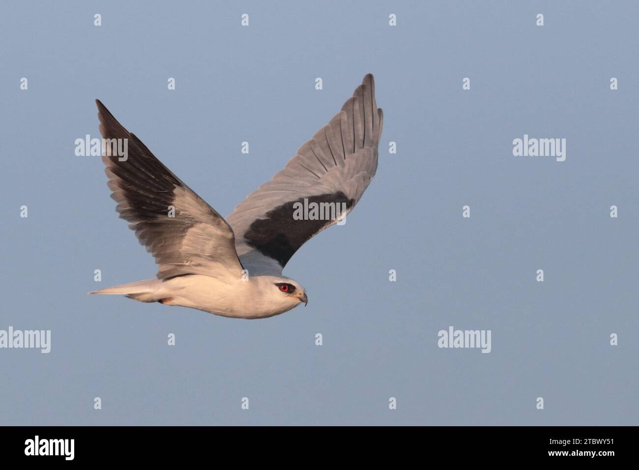 Schwarzflügeldrachen (Elanus caeruleus) - Seitenansicht - Erwachsener Vogel im Flug, blauer Himmel, Hongkong, China Dezember 2023 Stockfoto Schwarzflügeldrachen (Elanus caeruleus) - Seitenansicht - Erwachsener Vogel im Flug, blauer Himmel, Hongkong, China Dezember 2023 Stockfoto