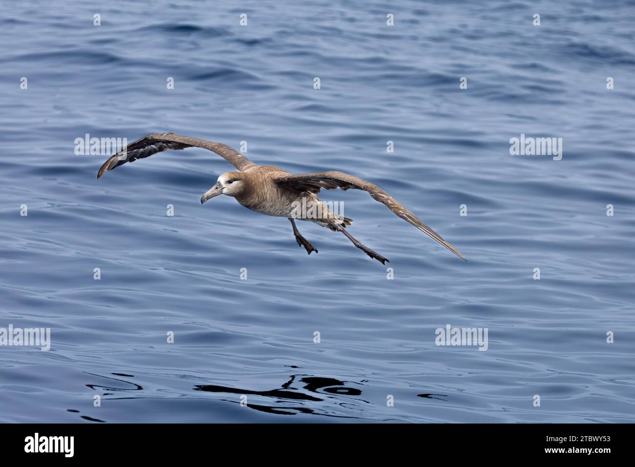 Schwarzfuß-Albatros (Phoebastria nigripes) im Nordpazifik. Einer der größten Seevögel der Erde mit einer durchschnittlichen Flügelspanne von etwas mehr als 7 Stockfoto