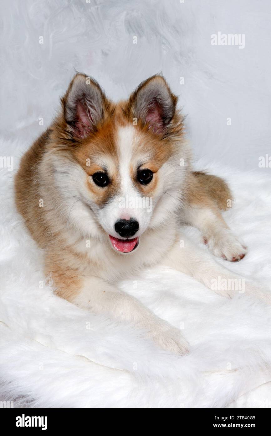 Der norwegische Lundhund ruht sich aus und schaut in die Camara. Manche nennen es auch einen norwegischen Puffinhund. Stockfoto