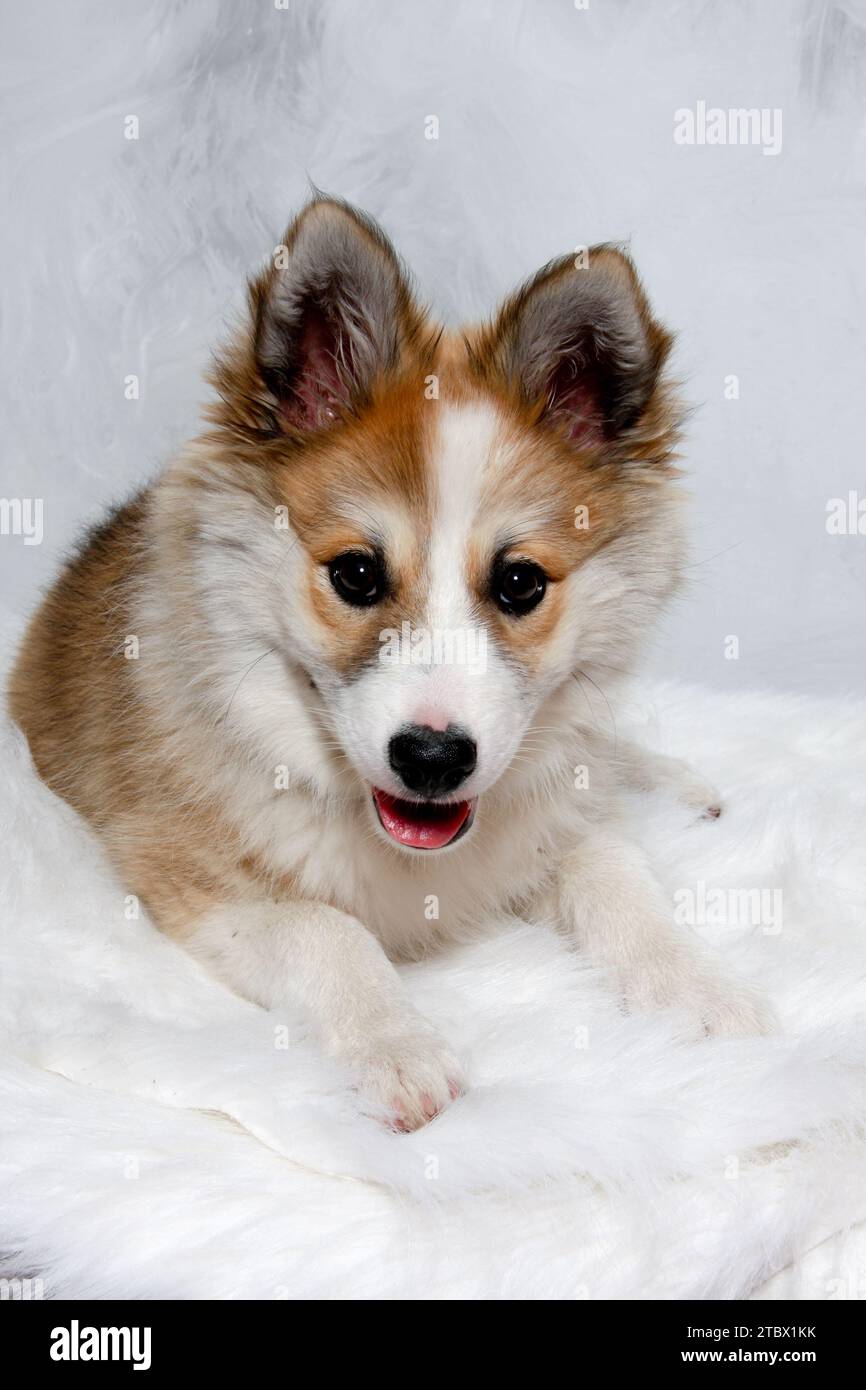 Der norwegische Lundhund ruht sich aus und schaut in die Camara. Manche nennen es auch einen norwegischen Puffinhund. Stockfoto