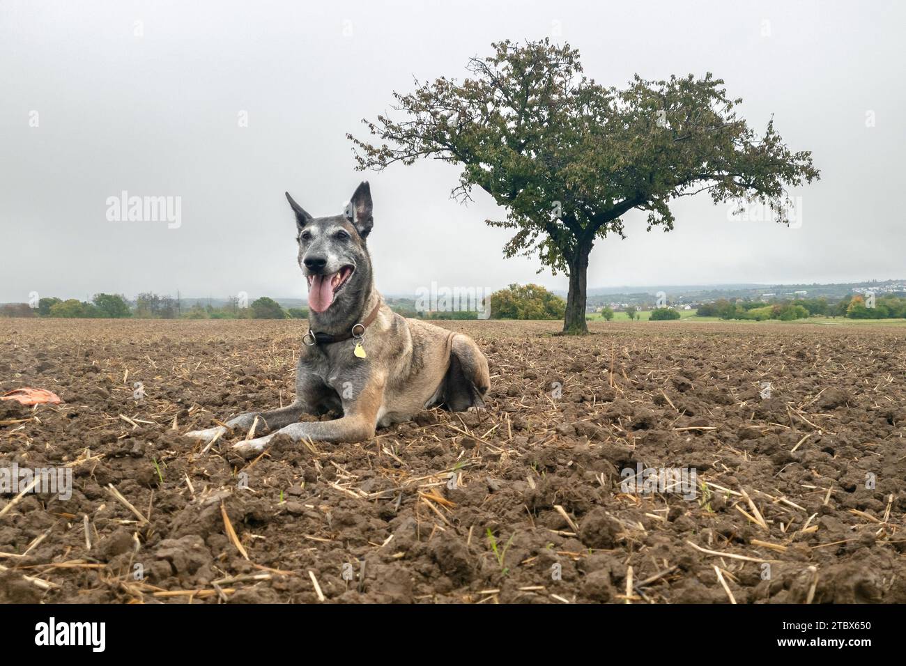 Wiesbaden, Deutschland. Oktober 2023. Ein Malinois-Hund liegt im Herbst auf einem geernteten Feld. Der Malinois, Flämischer Mechelaar, ist eine Varietät des Belgischen Schäferhunds, einer anerkannten belgischen Hunderasse. Quelle: Markus Scholz/dpa/Alamy Live News Stockfoto