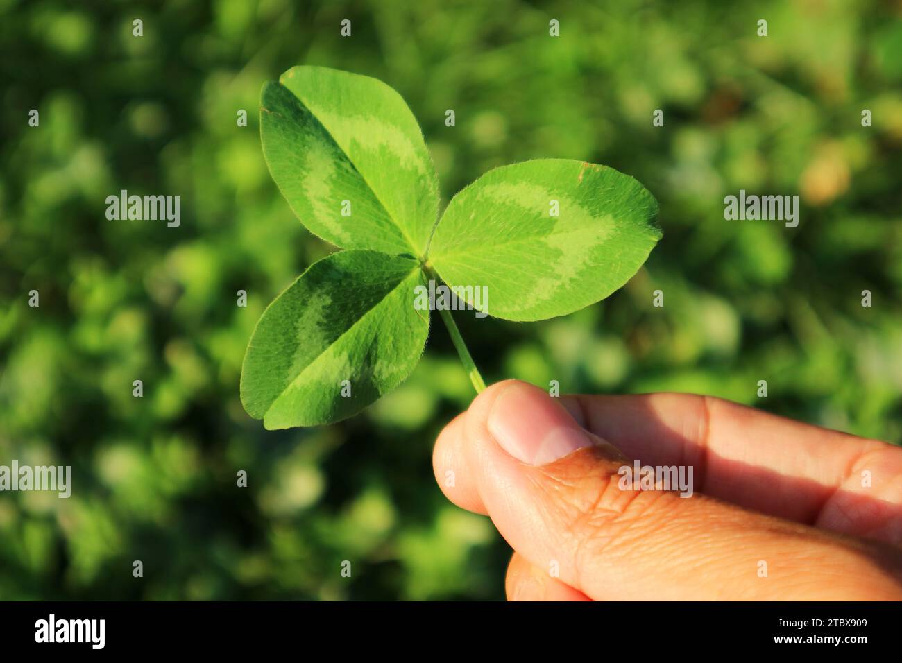 Nahaufnahme des lebendigen grünen Dreiblättrigen Kleeblatts in der Hand mit verschwommenem Kleeblatt-Feld im Hintergrund Stockfoto