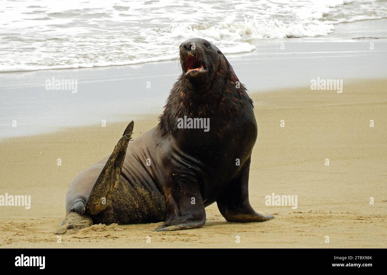 neuseeländische Pelzrobben, die am Strand am waipapa Point in catlin Coastal Area in southland auf der Südinsel neuseelands gähnen Stockfoto