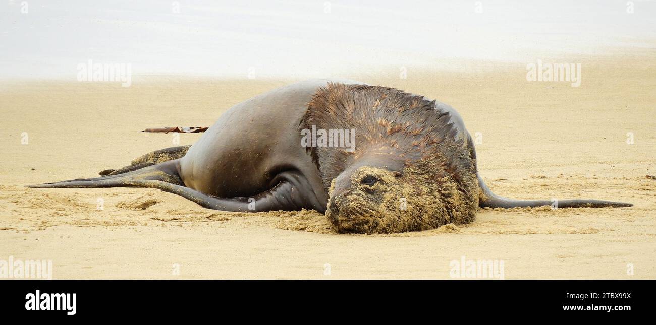 neuseeländische Pelzrobbe mit Sand im Gesicht, schlafend am Strand am waipapa Point in catlin Coastal Area in southland auf der Südinsel neuseelands Stockfoto
