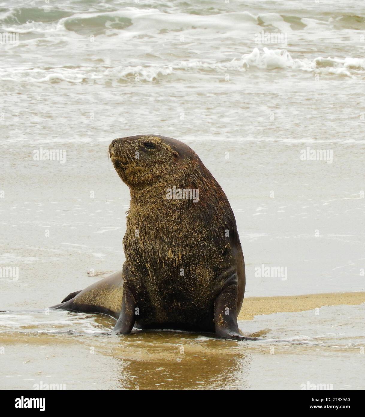 neuseeländische Pelzrobbe mit Sand im Gesicht, neben dem Wasser waipapa Point Beach in catlin Coastal Area in southland auf der Südinsel neuseelands Stockfoto
