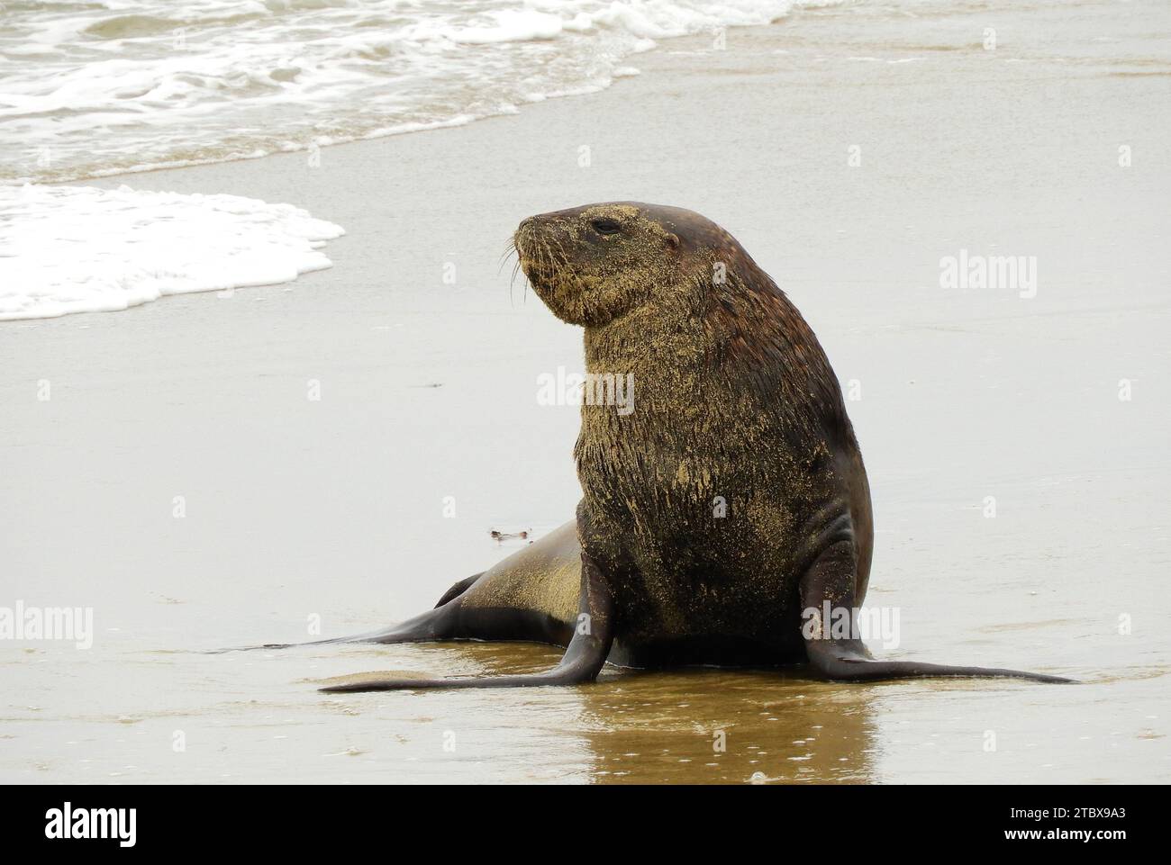 neuseeländische Pelzrobbe mit Sand im Gesicht, neben dem Wasser waipapa Point Beach in catlin Coastal Area in southland auf der Südinsel neuseelands Stockfoto