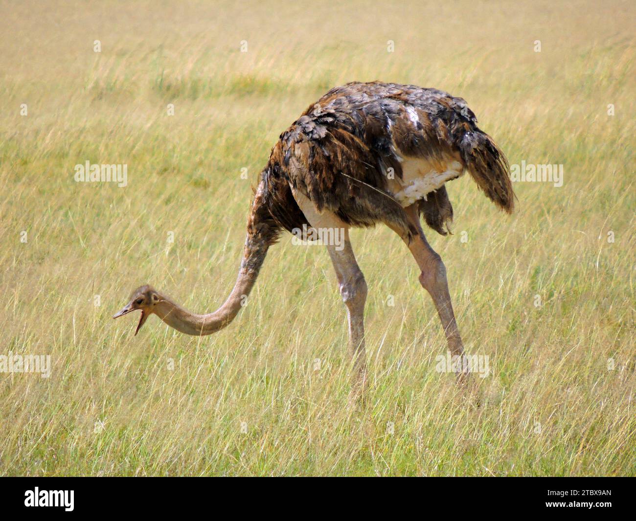 Strauß mit offenem Schnabel, weidet in der Savanne im amboseli Park, kenia, afrika Stockfoto