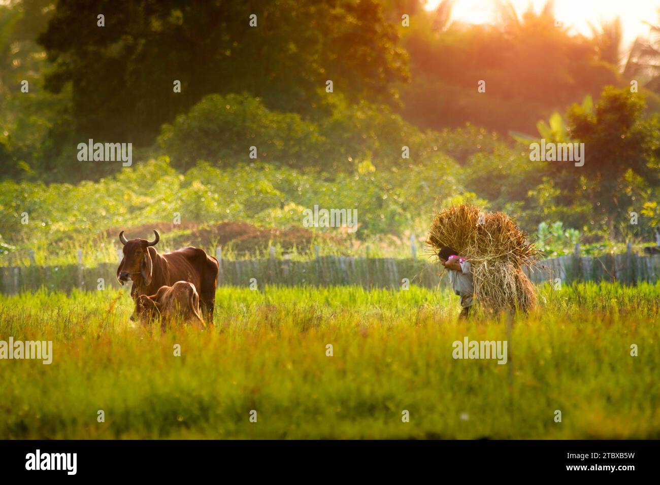 Ein Landwirt und Kühe im ländlichen Thailand. Thailändische Bauern schneiden Gras und tragen es auf dem Rücken, um ihr Vieh auf dem Feld zu füttern. Stockfoto